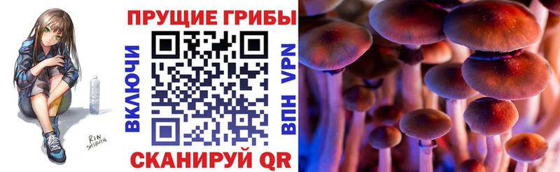 кракен ссылки  Чита  Псилоцибиновые грибы Cubensis 